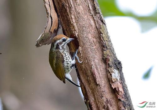 欧美啄木鸟在线视频,揭秘其独特生活习性与捕食技巧