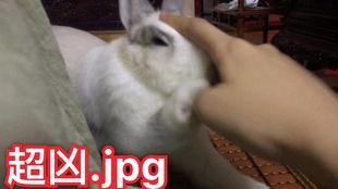 免费兔子在线视频,萌宠乐园，欢乐无限